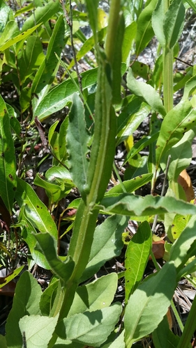 Image of Verbesina heterophylla by (c) Jay Horn, some rights reserved (CC BY)