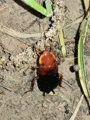 Shelfordella lateralis