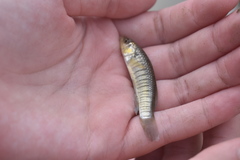 Fundulus similis
