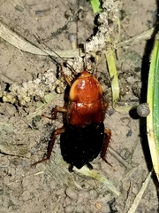 Shelfordella lateralis