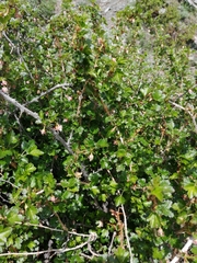 Ribes aciculare