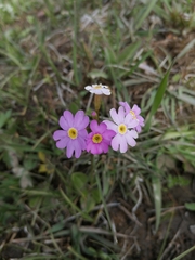 Primula nutans