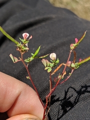 Acmispon parviflorus