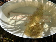 Ambystoma gracile