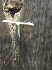 Hellinsia homodactylus