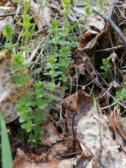 Cruciata glabra krylovii