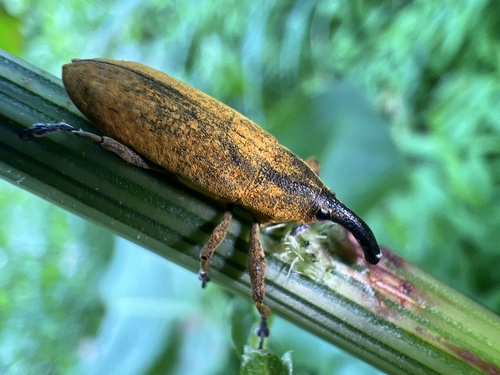 Rhubarb Weevil photo 2