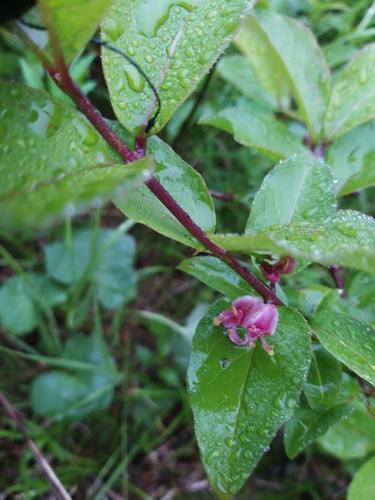 Lonicera maximowiczii, photograph 6