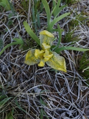 Iris bloudowii