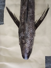 Cape Cigarfish photo 2
