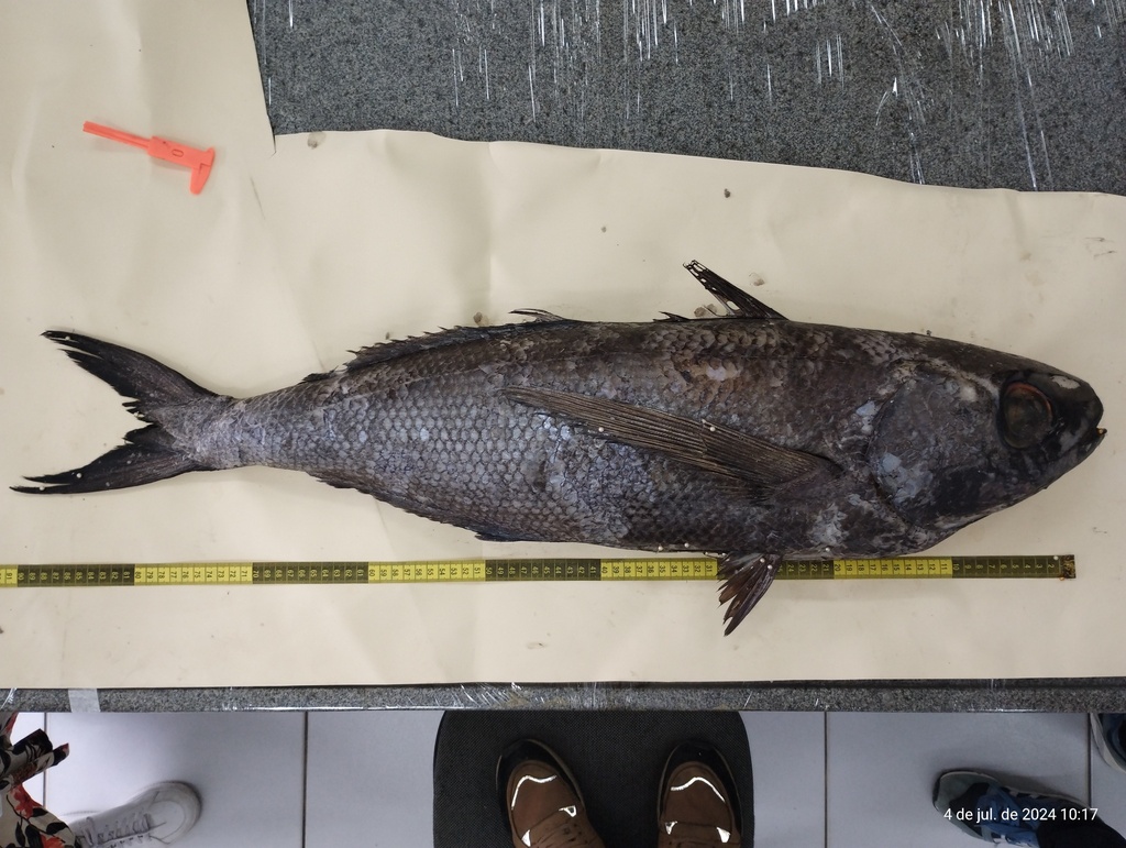 Cape Cigarfish