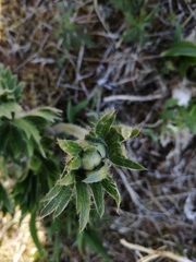 Anemonastrum