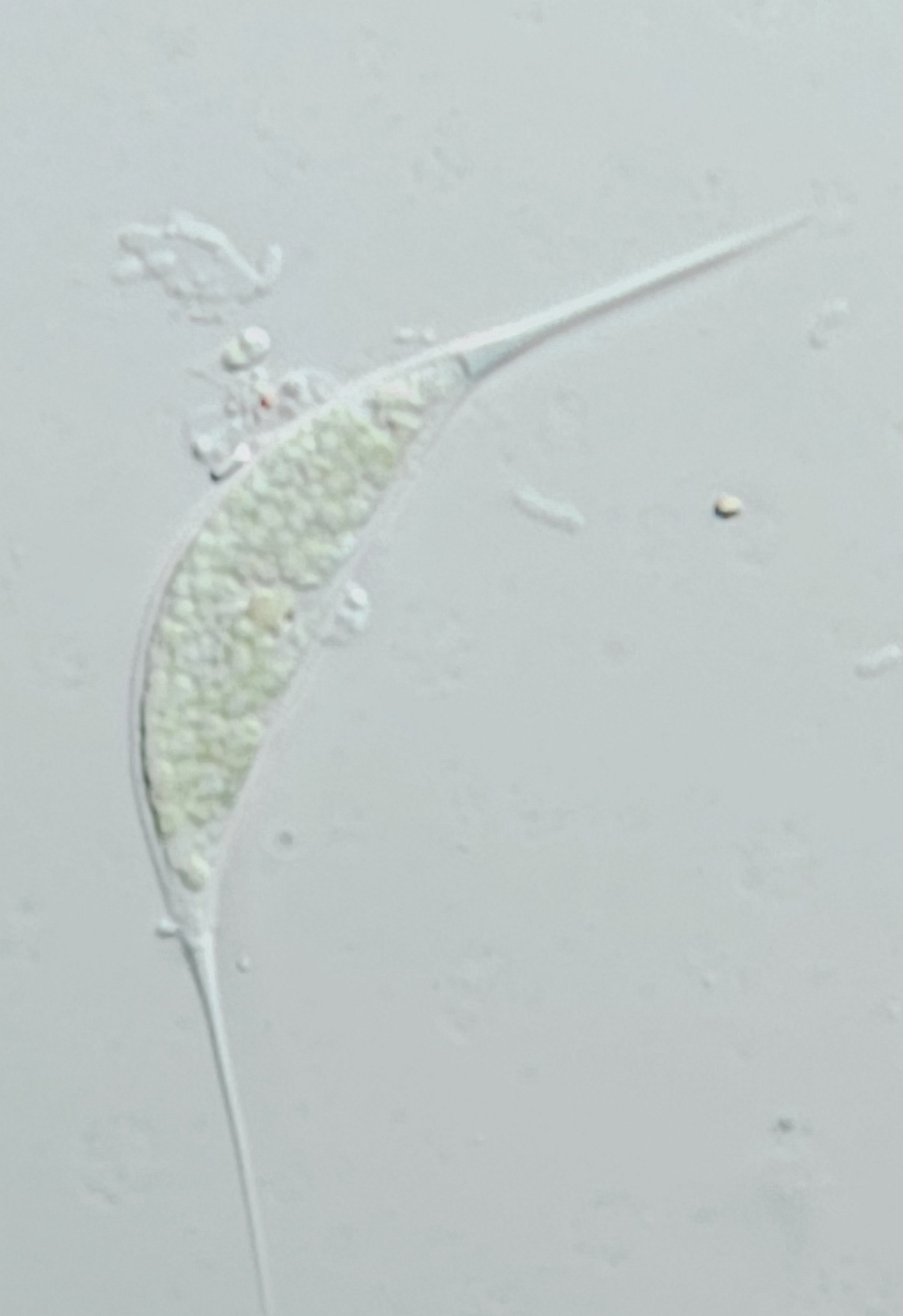 Characium limneticum
