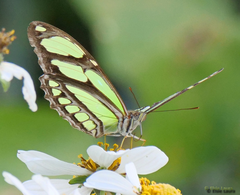 Philaethria wernickei