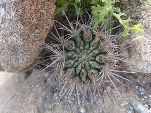 Eriosyce paucicostata
