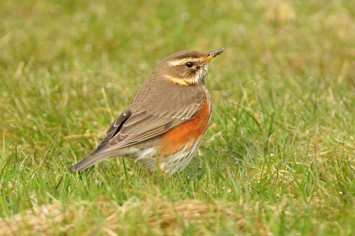 Zorzal alirrojo (Turdus iliacus)