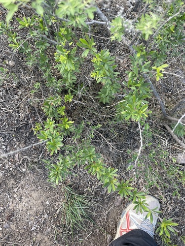 Chinese barberry (Berberis chinensis)
