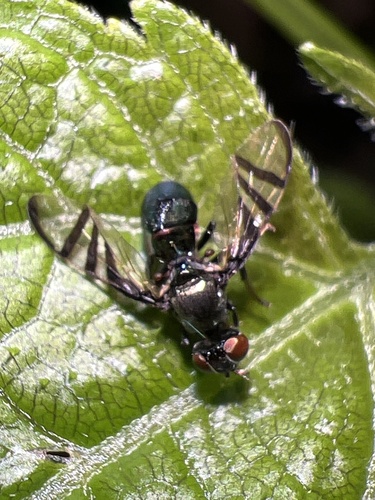 Rivellia melliginis
