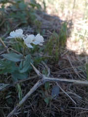 Noccaea cochleariformis