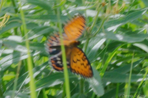 Regal Fritillary photo 2