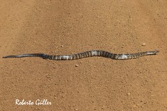 Palusophis bifossatus