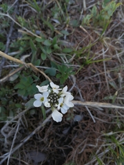 Noccaea cochleariformis