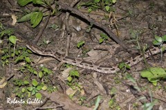 Bothrops
