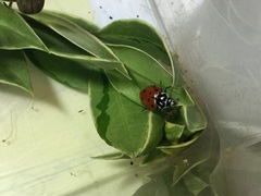 Hippodamia convergens