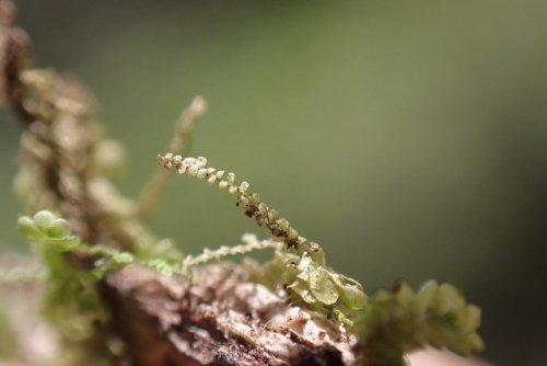 Frullania oahuensis, 2024-07-07