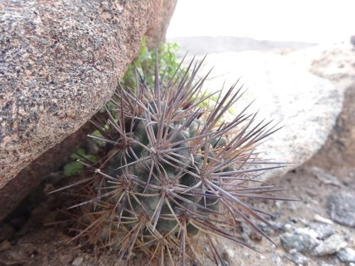 Eriosyce paucicostata
