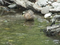 Anas platyrhynchos