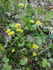 Chrysosplenium serreanum