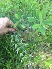 Baptisia bracteata leucophaea