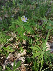 Anemonoides caerulea