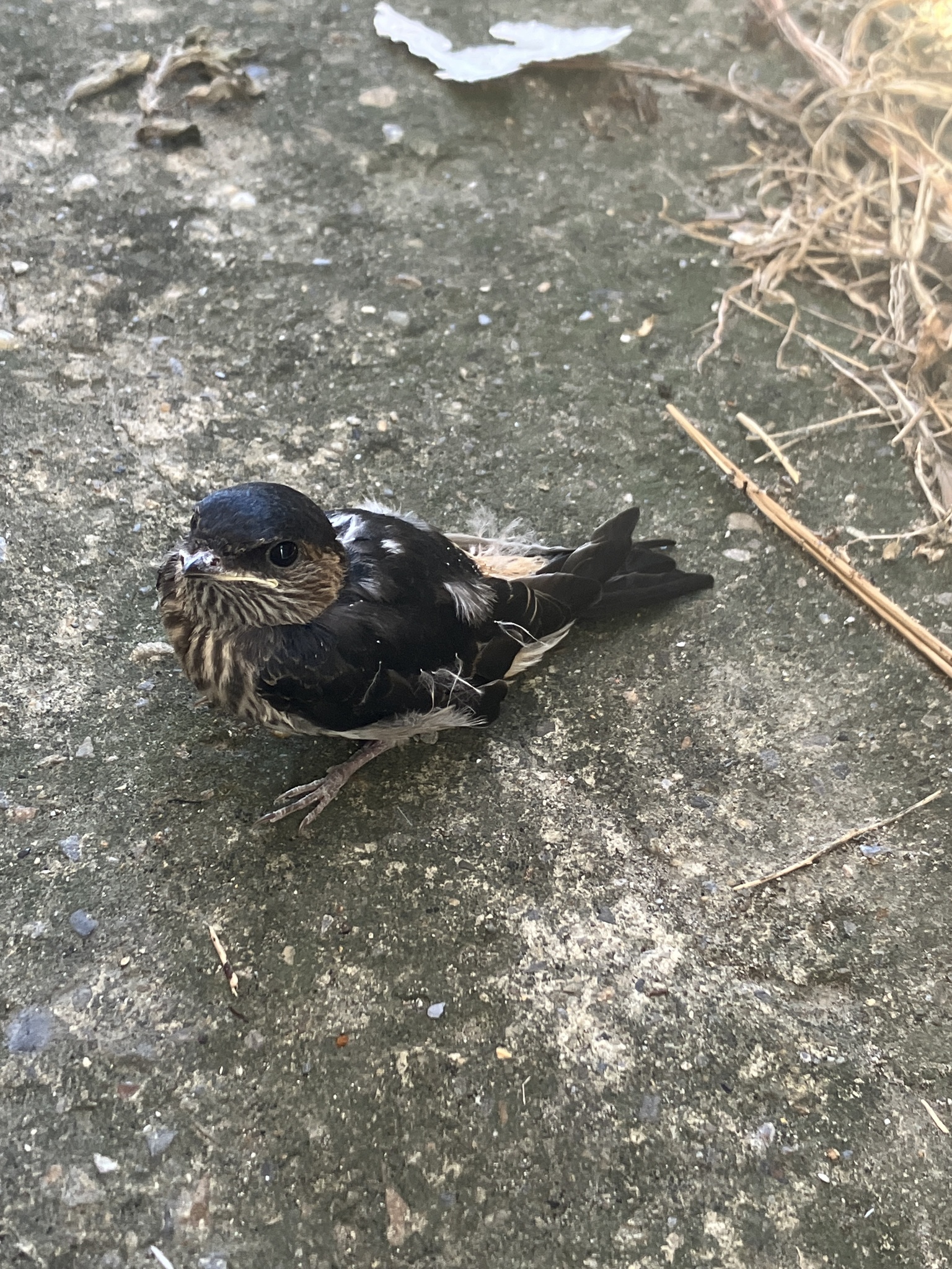 Eastern Red-rumped Swallow