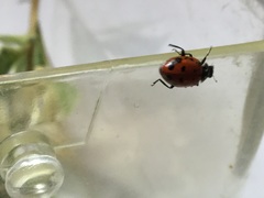 Hippodamia convergens