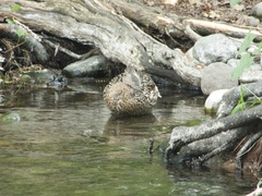 Anas platyrhynchos
