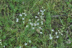 Delphinium leucophaeum
