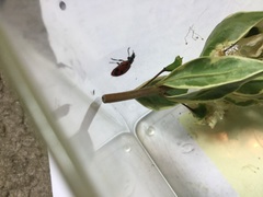 Hippodamia convergens