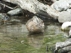 Anas platyrhynchos