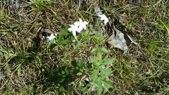 Cnidoscolus stimulosus image