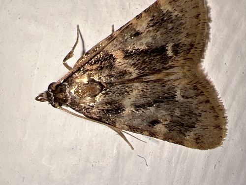 Stored grain moth photo 3