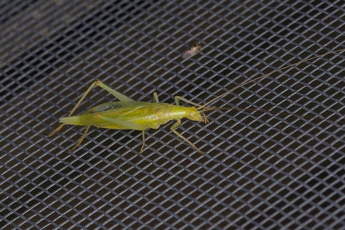 Four-spotted Tree Cricket photo 6