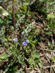 Veronica krylovii