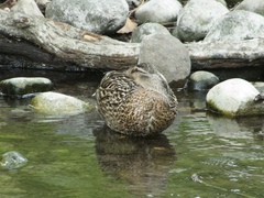 Anas platyrhynchos