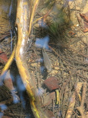 Cyprinodontidae