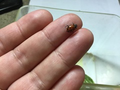 Hippodamia convergens