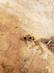 Dasymutilla cressoni
