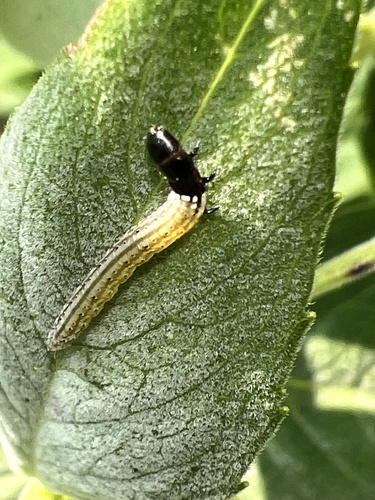 Bilobed Dichomeris Moth photo 4