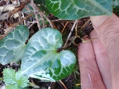 Asarum marmoratum